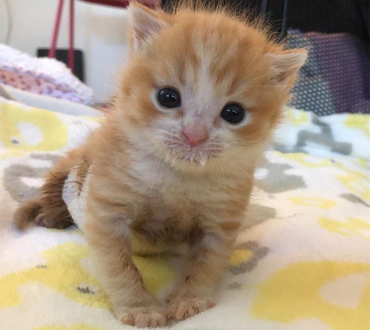 Create meme: kitten redhead, cute red kitten, kitty 