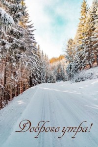 Create meme: forest snow, winter landscape, winter forest