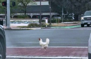Создать мем: курица переходит дорогу с цыплятами, курица бежит мем, бегущая курица фото