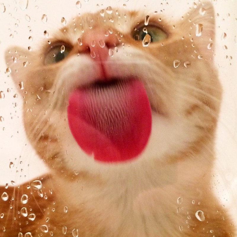 Create meme: The cat licks the screen, the licking cat, The cat kisses the screen