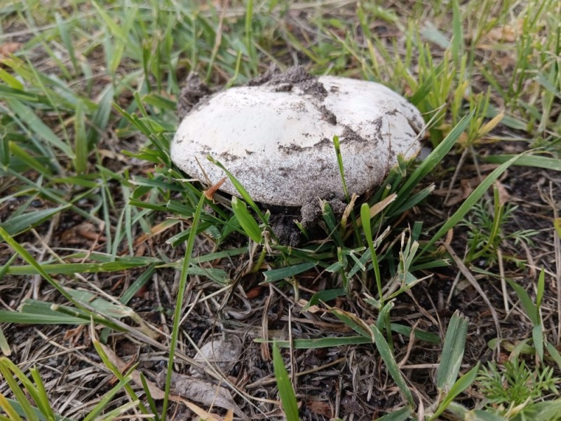 Create meme: double-ringed champignon, meadow champignon, forest champignon