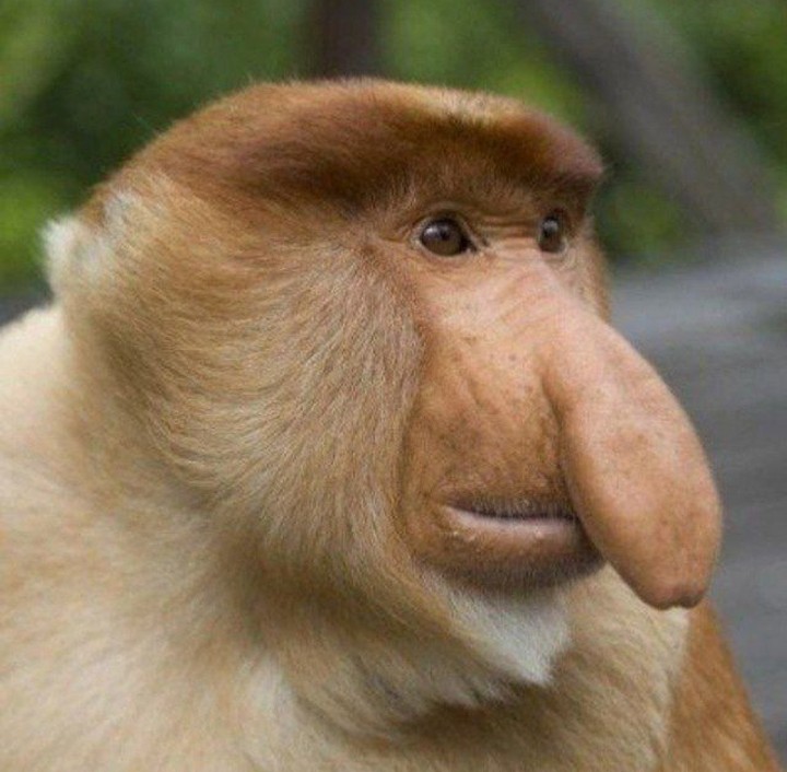 Create meme: a proboscis monkey , women , nosach presentation