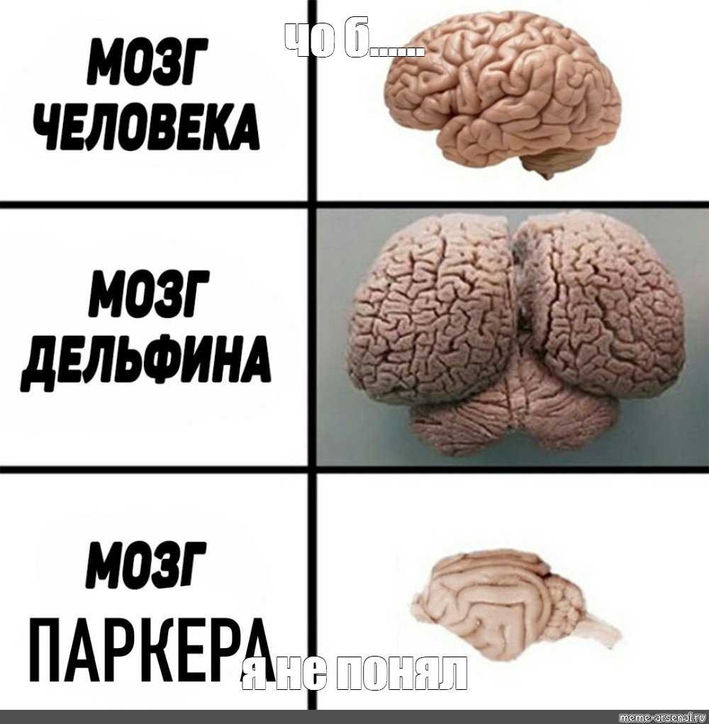 Мозг дельфина и человека фото