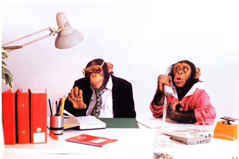 Create meme: monkey in the office, monkeys in the office, monkey at the table