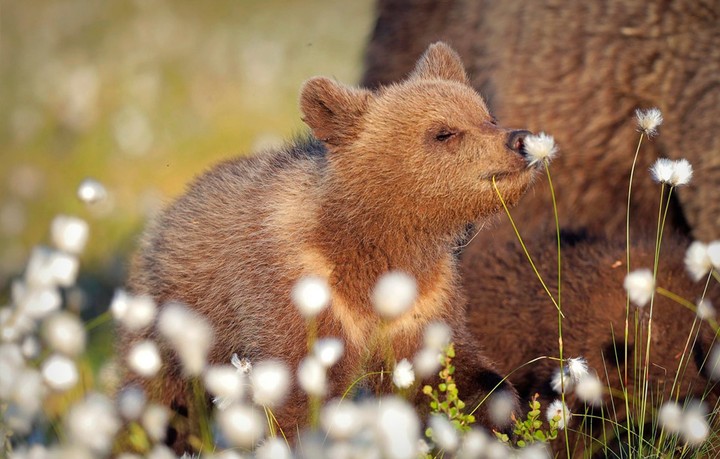 Create meme: cubs, bear bear, little brown bear