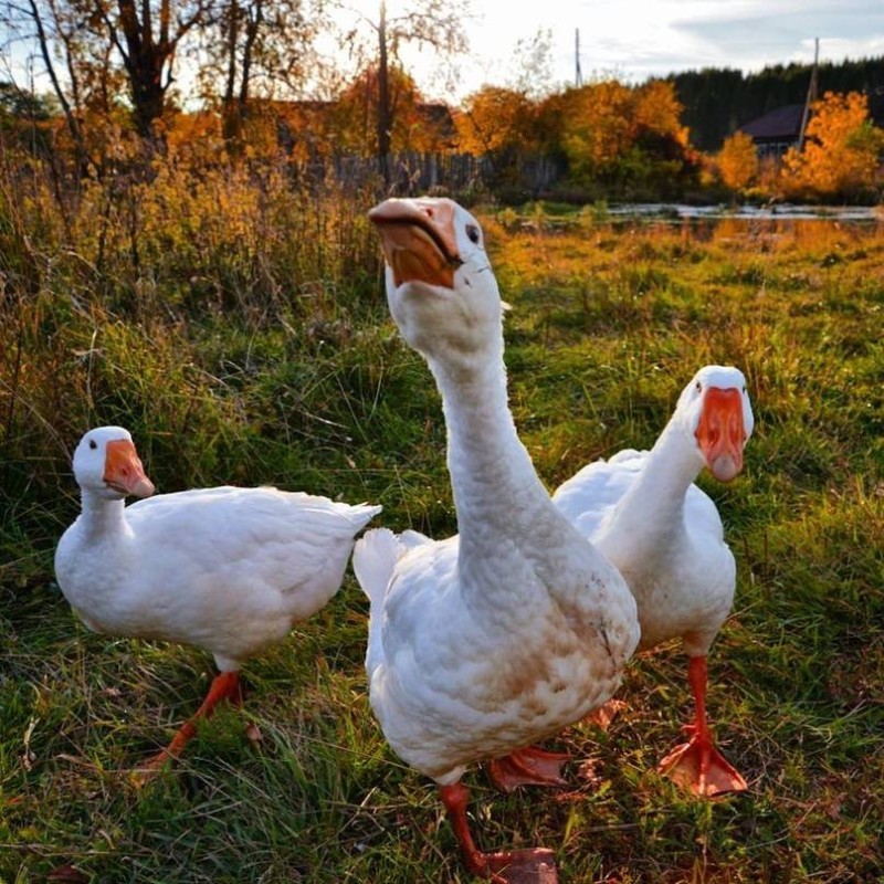 Create meme: Kholmogorsky geese, goose , geese of the Mamut breed