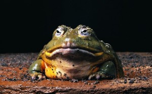 Create meme: the Goliath frog, toad, nasty toad