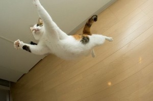 Создать мем: летающая кошка, летающий кот, летящий кот