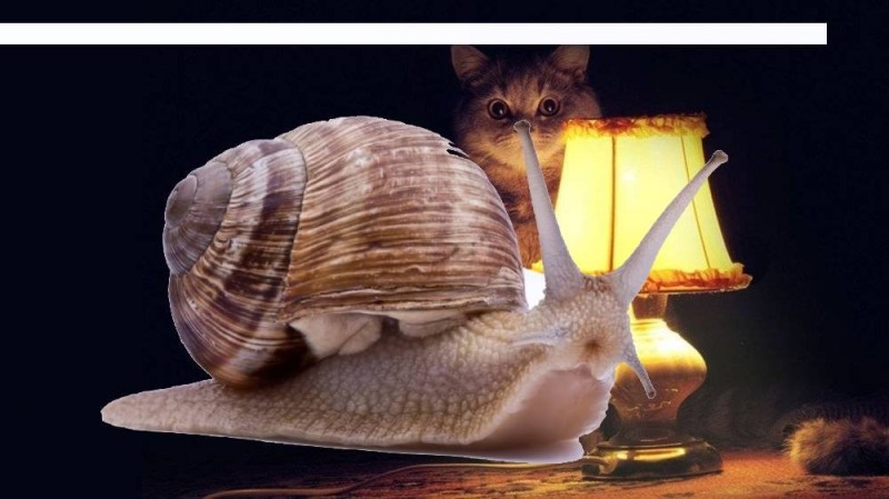 Create meme: cat with lamp , have a nice cozy night, cat with lamp meme