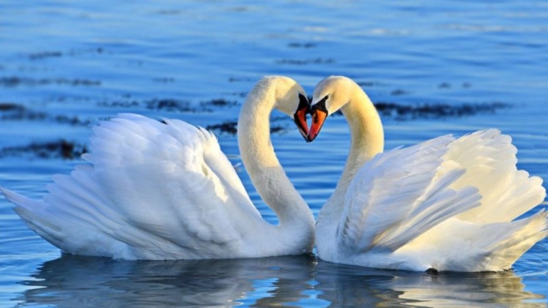 Create meme: swans are a couple, beautiful swans, Swan 