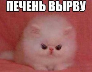 Create meme: cat, funny memes, funny memes