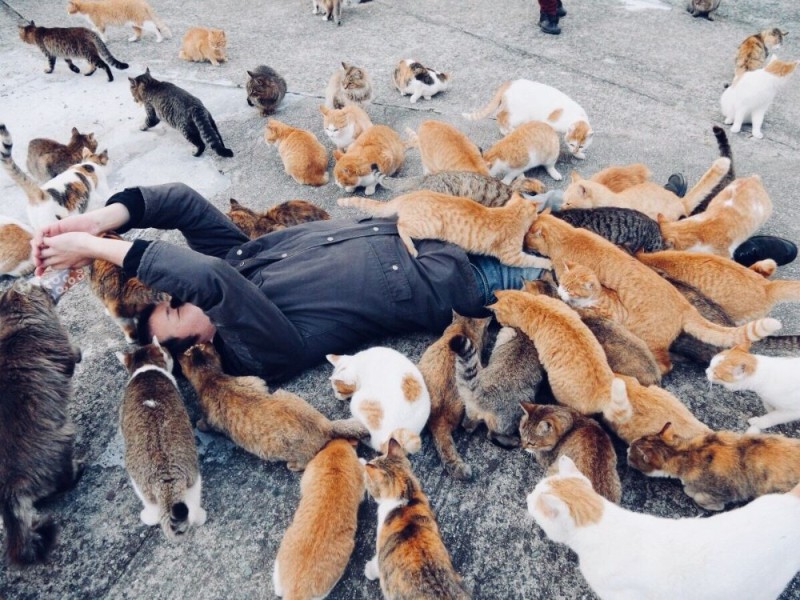 Create meme: a lot of cats, aoshima cat island, a bunch of cats