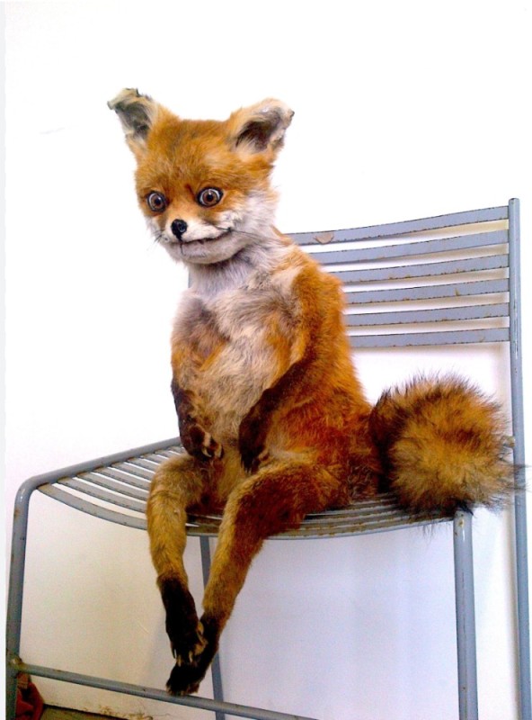 Create meme: a fox on a chair, meme stoned Fox , the fox meme on the chair