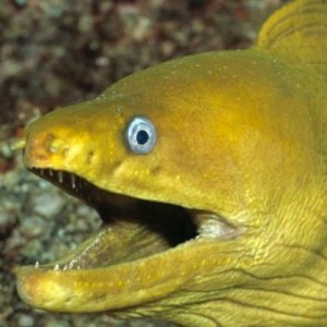 Create meme: cichlid, reef, Moray