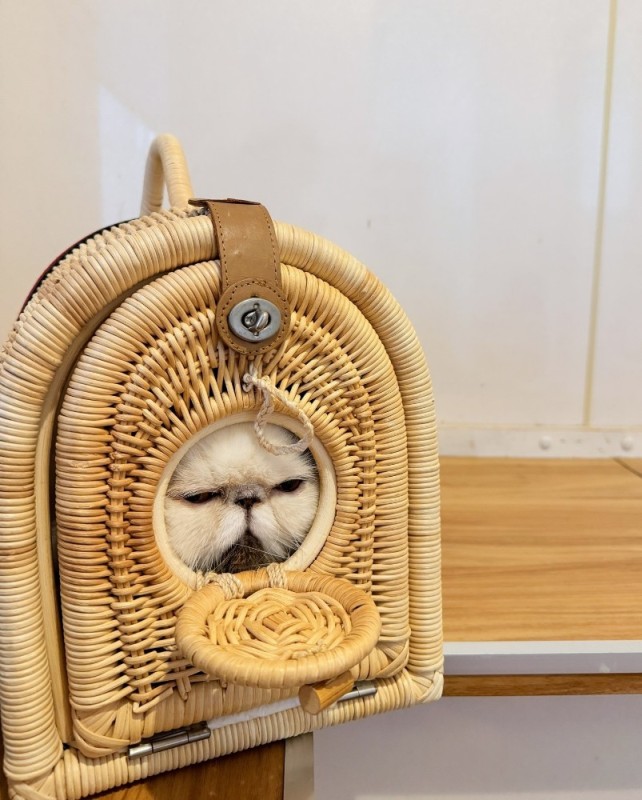 Create meme: the cat in the basket, cat , The wicker cat