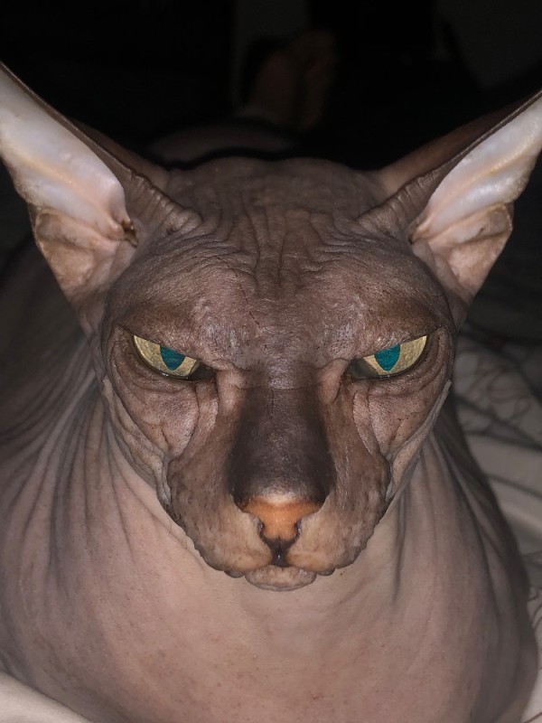 Create meme: the Sphynx breed , cat Sphynx, Sphynx cat 