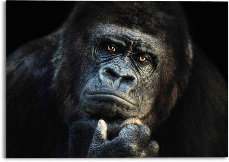 Create meme: angry gorilla, gorilla gorilla, gorilla monkey