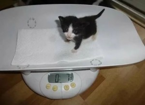 Создать мем: весы с котятами, котёнок на весах smol, кошка
