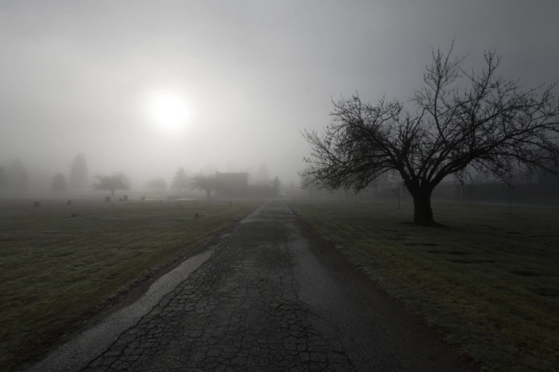 Create meme: Fog landscape, The dim landscape, a tree in the fog