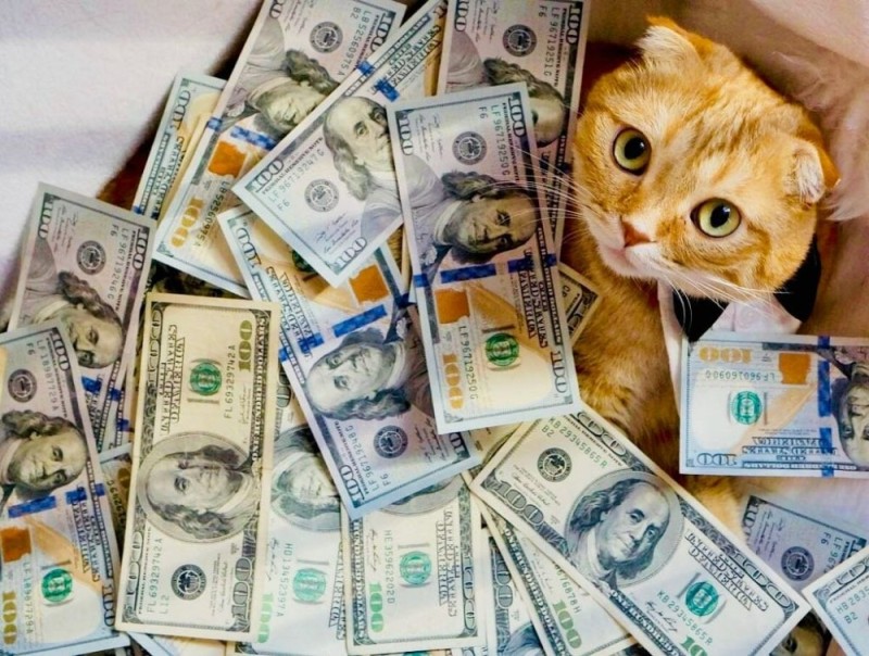 Create meme: cat with money, money , cash cat