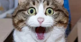 Create meme: surprised kitty, cat, cat funny