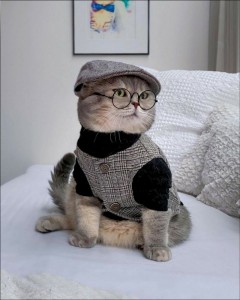 Create meme: Kote, stylish cat
