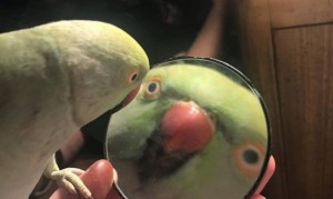 Создать мем: попугай и зеркало мем, мемы попугаи, мем попугай