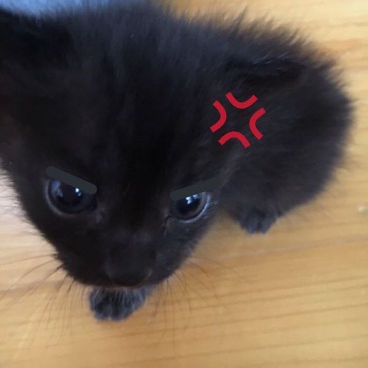 Create meme: black kitten , little black kitten, A disgruntled black kitten