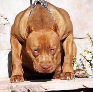 Create meme: pit bull Terrier, staff and pit bull, American pit bull Terrier