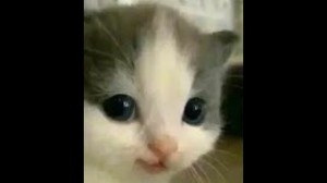 Create meme: cat, cat cute, cats