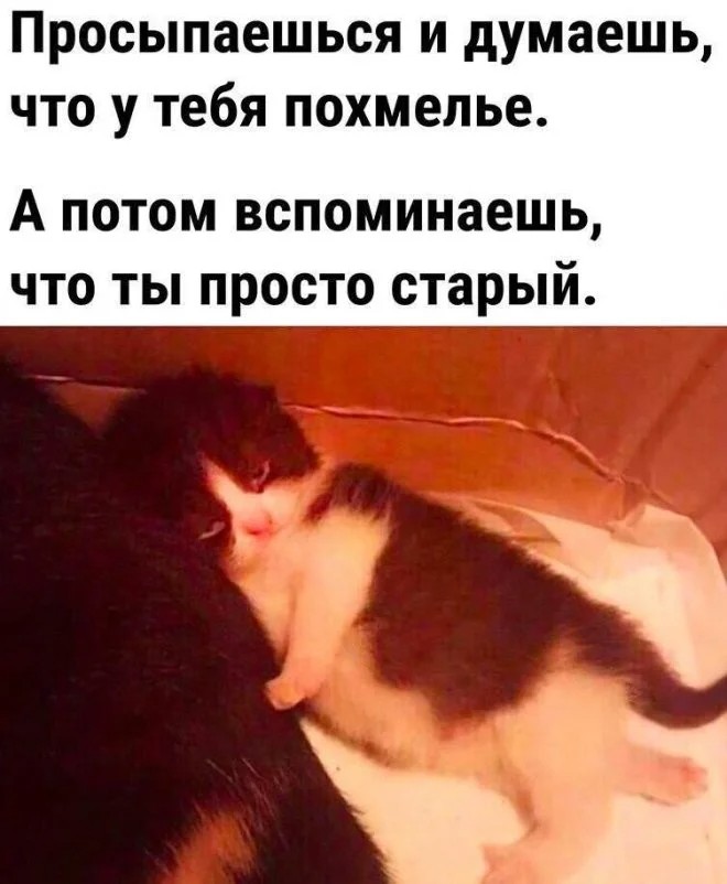 Создать мем: юмор смешной, котик, коты юмор