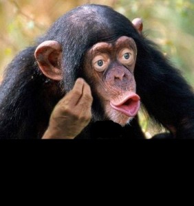 Create meme: chimp meme, funny monkey , monkey with lips