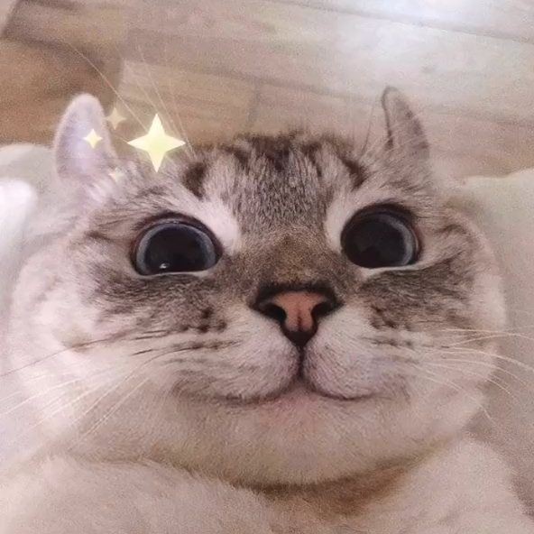 Создать мем: милые котики, смешной глаз кошки, улыбающийся котик