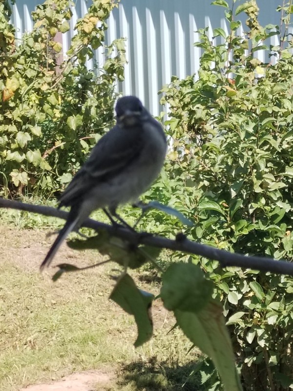 Create meme: white Wagtail, wagtail bird, wagtail