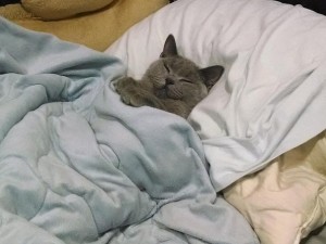 Create meme: cat grey, the cat on the bed, cat under a blanket