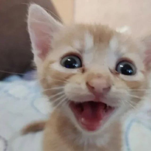 Create meme: smiling cat, red kitten meows, cat meows