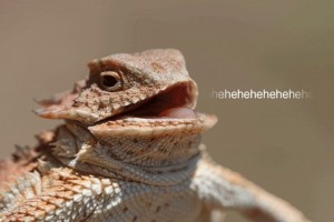 Создать мем: жабовидная плоскорогая ящерица, hehehe lizard, техасская рогатая ящерица