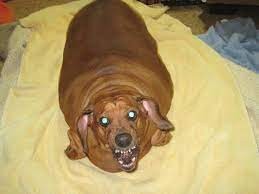 Create meme: fat dachshund, fat dachshund, Dachshund 