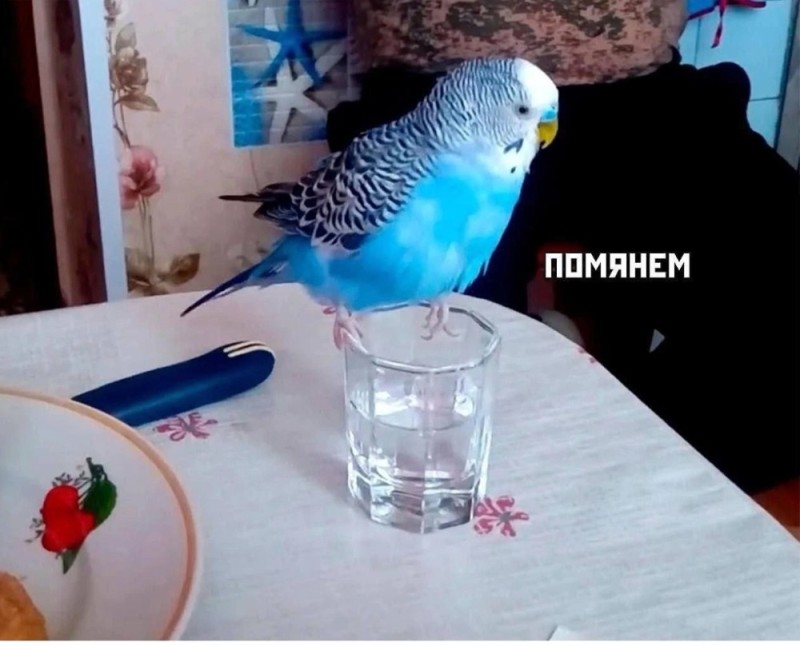 Create meme: budgerigar female, wavy parrot male, budgie blue