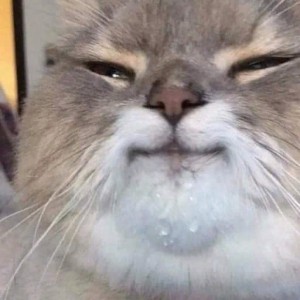 Create meme: animals cats, gray cat, happy cat meme