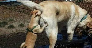 Создать мем: собаки нюхают под хвостом