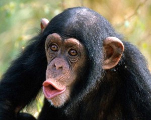 Create meme: chimpanzee, Bonobo chimp, male chimpanzees