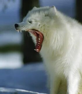 Создать мем: полярная лисица песец, белый песец, белый волк оскал