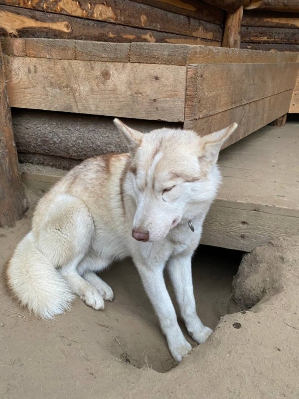 Создать мем: собака хаска, деревенская собака, собака 🐕