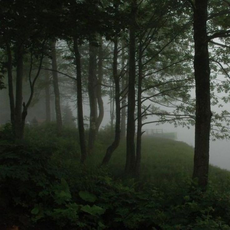 Create meme: nature , forest in the fog, thick fog 