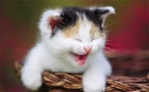 Create meme: pictures of laughing kittens, kitten smiles pictures, the laughing kitten