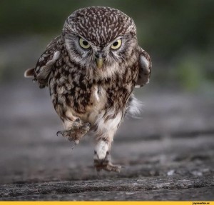 Create meme: sychik photo, walking owl, the owl and the owl