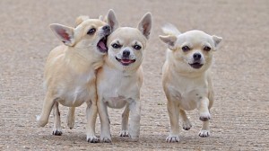 Создать мем: three friends, puppy, трое друзей