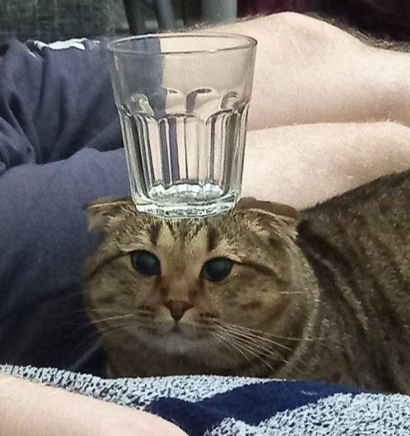 Create meme: cat , animals cats , drunk cat