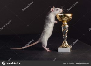 Create meme: lab rats pictures, rat, a photo of rats on a black background